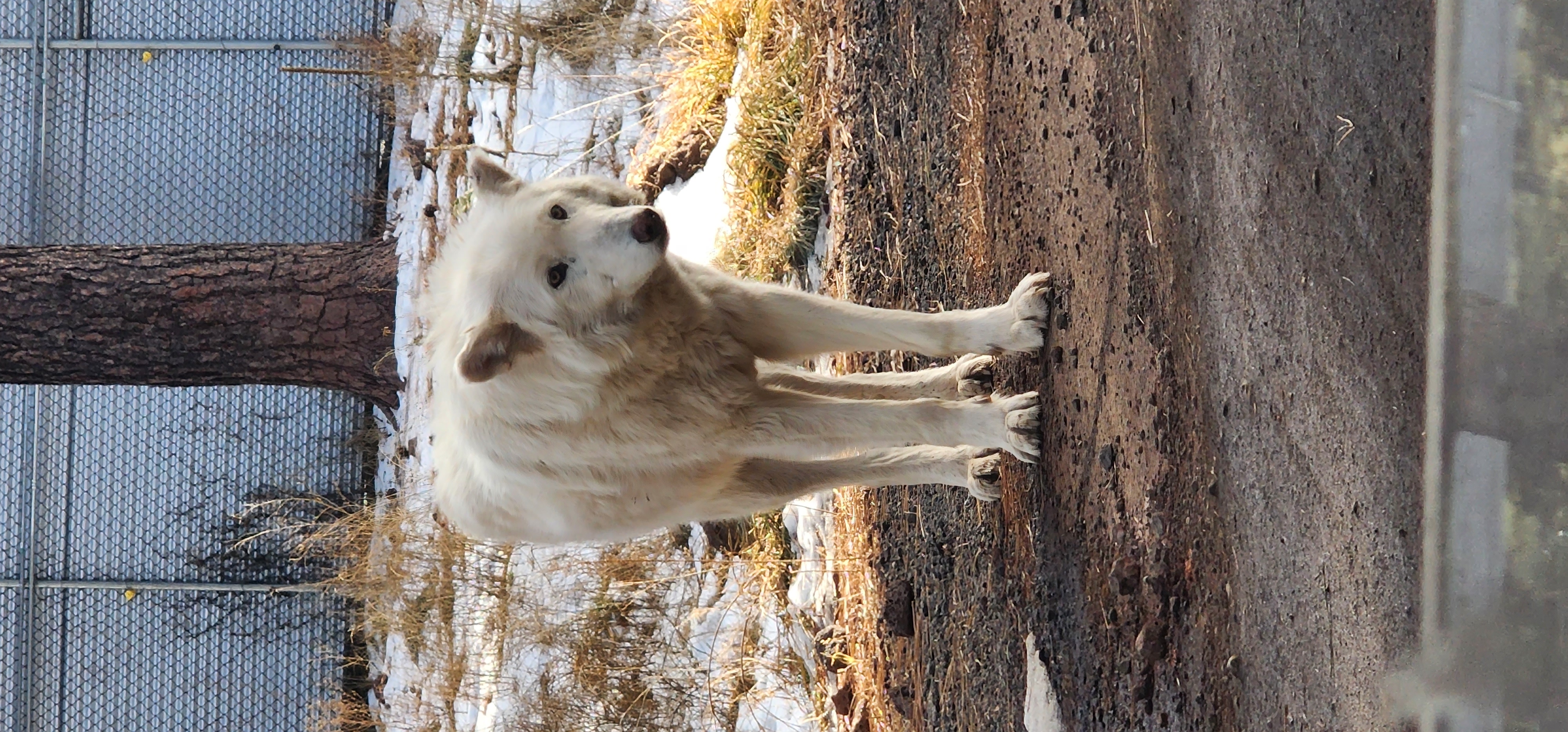 Arctic Wolf at Bearizona